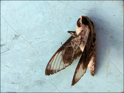 dead-butterfly