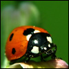 evil-ladybird