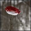 winterflower