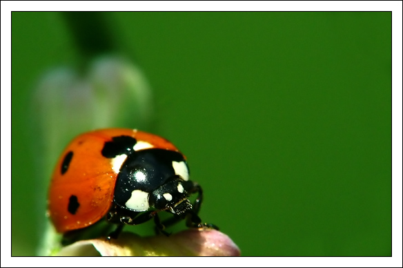 evil-ladybird
