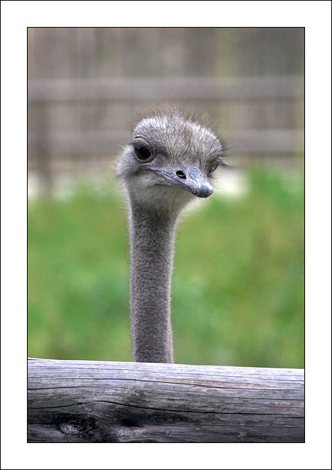 ostrich