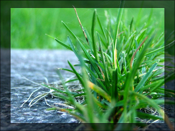 stadium-grass