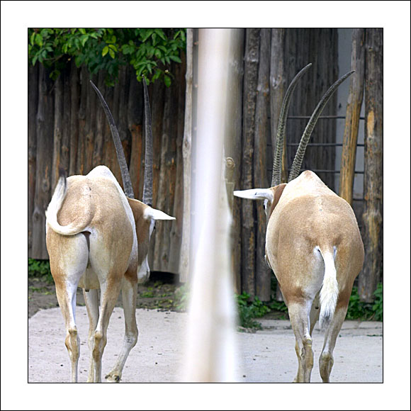 zoo_goats
