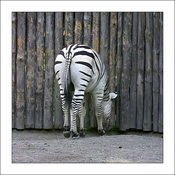 zoo_zebra